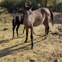 مادیون و کره با مادیون 2|اسب و تجهیزات اسب‌سواری|دورود, |دیوار