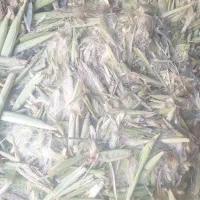 پوست بلال|لوازم جانبی حیوانات|همدان, |دیوار