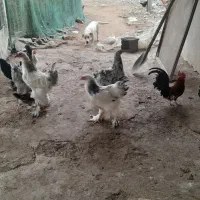 فروش مرغ