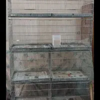 قفس ۸خان  آلیرام