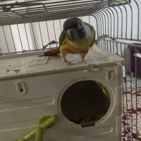 طوطی گرینچیک دستی سخنگو