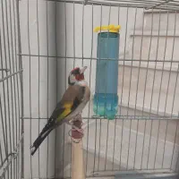 شاه سهره نر بروجردی