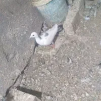 کبوتر جفتگاه|پرنده|مشهد, انقلاب|دیوار