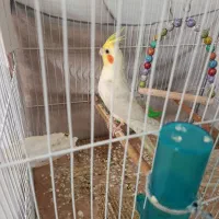 عروس هلندی