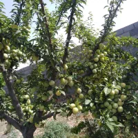 باغ دور دیوار550زاک فردوسی شاهنامه مشهد زمین معاوض|فروش زمین و ملک کلنگی|مشهد, درزآب|دیوار