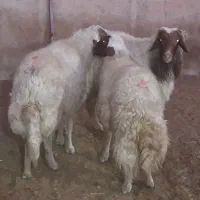 3 راس قوچ و شک ورن