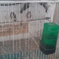 تعدادی سهره کهنه قفس|پرنده|ساری, |دیوار