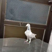 کفتر|پرنده|رباط‌کریم, شهرک صنعتی ده‌حسن|دیوار