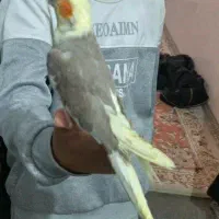 عروس هلندی تاج پرنسسی فوق العاده دستی سخنگو قناری