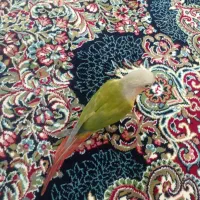 گرینچیک|پرنده|محمدشهر, همایون ویلا|دیوار