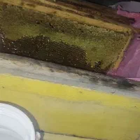 عسل کاملان طبیعی با ضمانت اژمایشکاهی