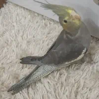 عروس هلندی سوپر تاج شاه تخم دستی