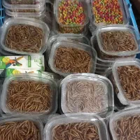 وسایل پرنده|لوازم جانبی حیوانات|تالش, تالش|دیوار