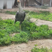 جوجه خروس لاری|حیوانات مزرعه|خاش, |دیوار