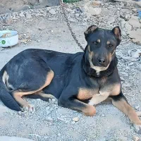 سگ ماده