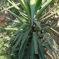فروش گل