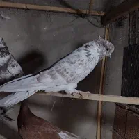 کبوتر گرگی  دستپر قوچی و شکلاتی