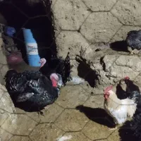 بوقلمون|حیوانات مزرعه|انگوران, |دیوار