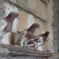 کبوتر جوجه|پرنده|مشهد, شهرک شهید باهنر|دیوار