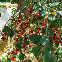 فشند باغچه نیمه کاره|فروش خانه و ویلا|هشتگرد, فشند|دیوار