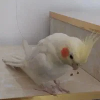 عروس هلندی لوتینو نر|پرنده|ری, فیروزآباد|دیوار