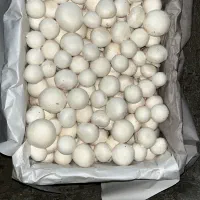فروش قارچ عمده