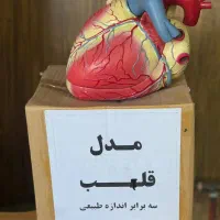 مولاژ قلب  ۳برابر اندازه ی طبیعی|آرایشی، بهداشتی، درمانی|شیراز, گلستان|دیوار
