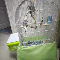 عروس هلندی جفت مولد|پرنده|شاهین‌شهر, فردوسی|دیوار