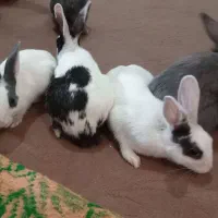 خرگوش