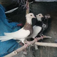 کفتر طوقی