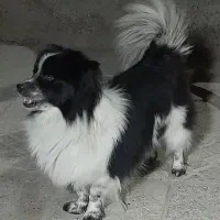 پامر. روباهی نر