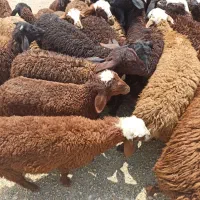 سنگسر زنده کردستان  قصاب فاز سه