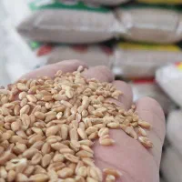 گندم آبی و دیم فقط 46