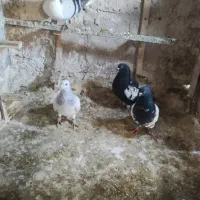 ۴عددکفتر بوم پرشی