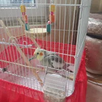 عروس هلندی سخنگو