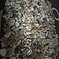 صدف های دریایی