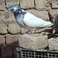 کبوتر گم شده