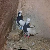 طوقی|پرنده|تاکستان, |دیوار