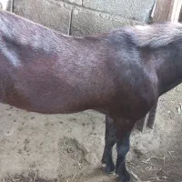 فروش تعدادی بز و بره