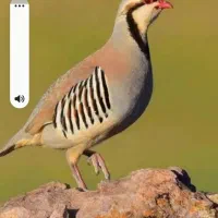 بلدرچین وگلین