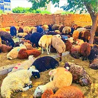 بره میش شیشیک و بزغاله100٪نصفه گوشت|حیوانات مزرعه|مشهد, جانباز|دیوار