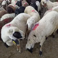 گوسفند زنده ذبح دام قصابی سلاخ