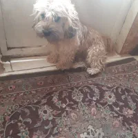 توله سگ شیتزو|سگ|دورود, |دیوار