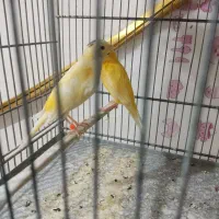 جوجه قناری زرقان