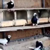 طوقی|پرنده|اسفرورین, |دیوار