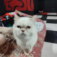 گربه اسکاتیش پرشین