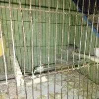 فروشی|پرنده|تهران, استاد معین|دیوار