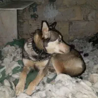 سگ هاسگی|سگ|مشهد, توس (بلوار توس)|دیوار