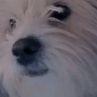 سگ شیتزو کوچولو