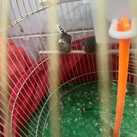 فنج جفتش ۴۵۰